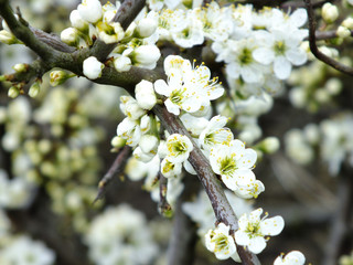 Frühling