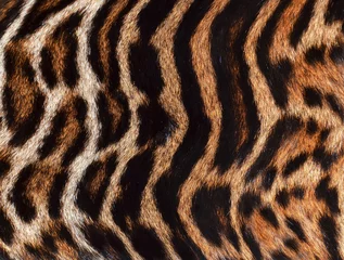 Zelfklevend Fotobehang luipaard achtergrond © nico99