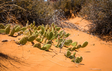 Green cacti in the desert Moab. Dry Landscapes of Utah - Powered by Adobe