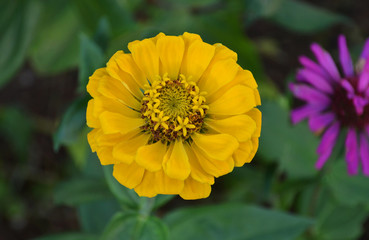 Obraz premium portrait of yellow zinnia flower
