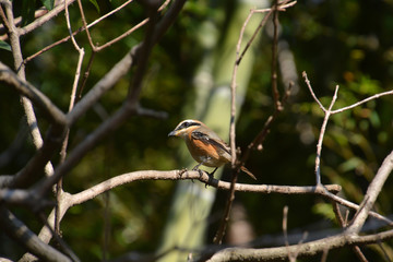 Shrike: Carnivorous Passerine birds