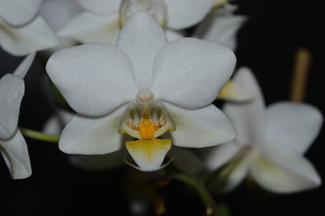 Orchid by night