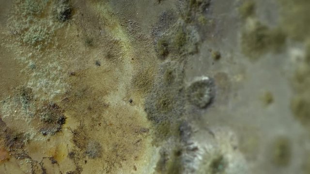 Mold created on the slices of pomegranate in rotation