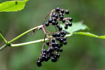  wild forest berry black