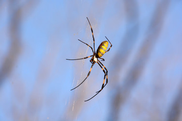 Silk Spider: Nephila clavata (an Oriental species of golden orb-weaving spider)