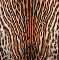 leopard texture background - 183803244