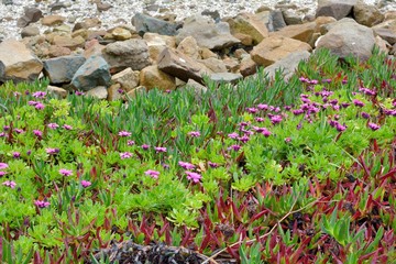 Fleurs du bord de mer en Bretagne