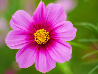 the  cosmos flower in the garden field on beautiful sunny day