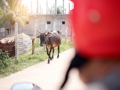 Cow wandering in street, Sri Lanka