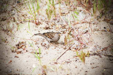 sparrow