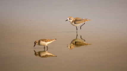 Lesser Sand Plover.