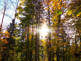 Forest on the way in Switzerland