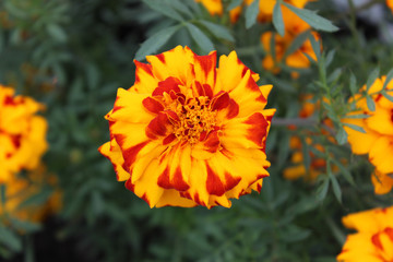Yellow-red plush marigold closeup