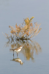 Lesser Sand Plover.