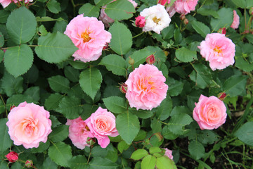 Bush of pink roses in the garden