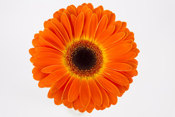 gerbera