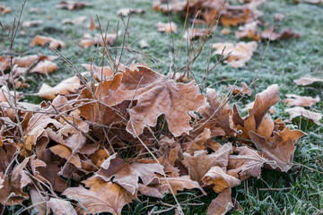 Sonbaharda yapraklar