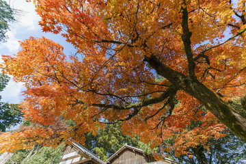 Beautiful fall color near Hiyoshi Taisha