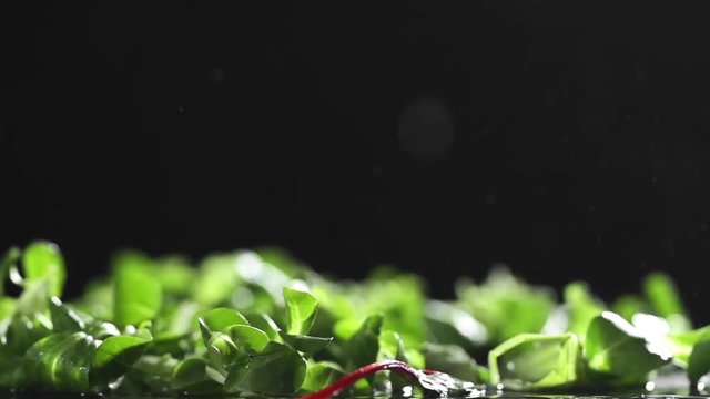 Fresh greens falls with splash in slow motion, food in super slow motion, hig frame rate, 240 frames per second