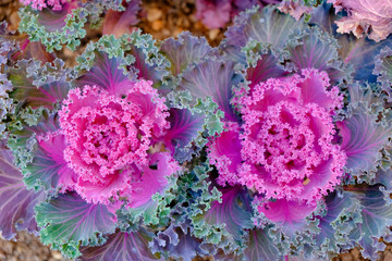 Ornamental cabbages in the flower beds