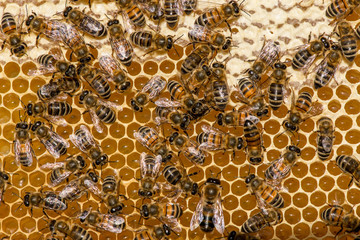 closeup of bees on honeycomb in apiary