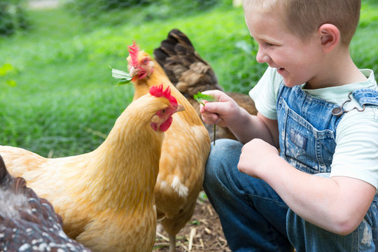 Boy feeding golden campine hen