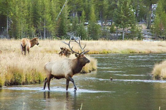 Elk at Yellowstone