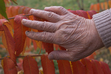 Old woman's hand on red leaves © Elina