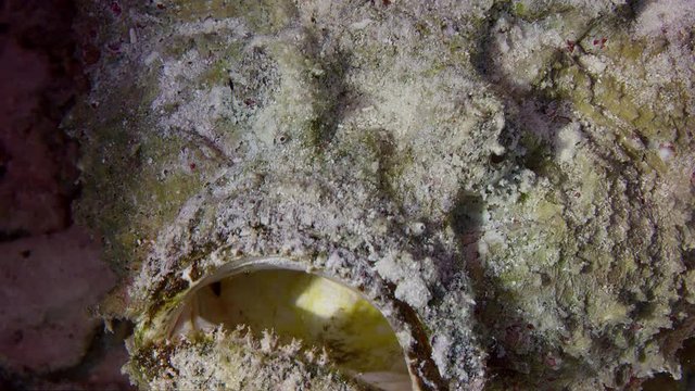 A well-camouflaged Reef stonefish Synanceia verrucosa sits on the seafloor, WAKATOBI, Indonesia,Slow smotion