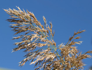 faded plant on blue sky background