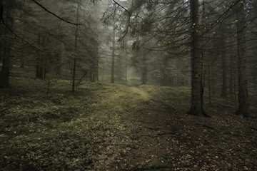 Mystical autumn forest