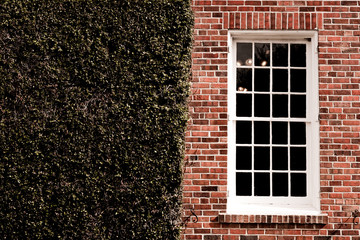 Ivy Covered Wall with Window