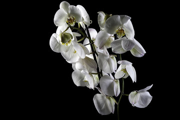 Fototapeta na wymiar two beautiful butterfly orchid on black background
