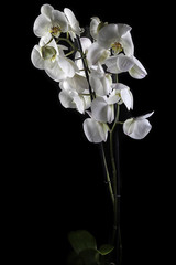 Fototapeta na wymiar butterfly orchid on black background