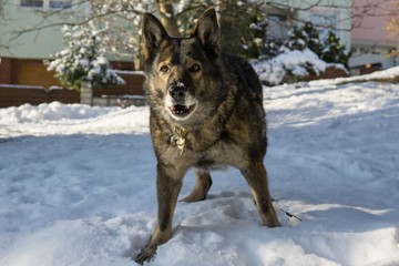 Dog enjoying the snow during winter. Slovakia