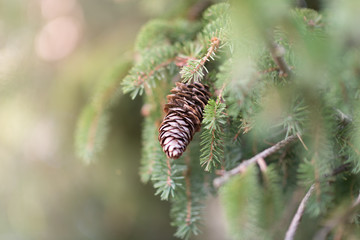 Fir Branch With Pine Cone