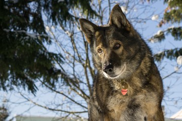 Dog enjoying the snow during winter. Slovakia