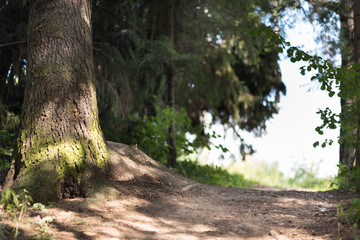 Road in a beautiful forest in the morning