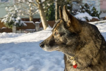 Dog enjoying the snow during winter. Slovakia
