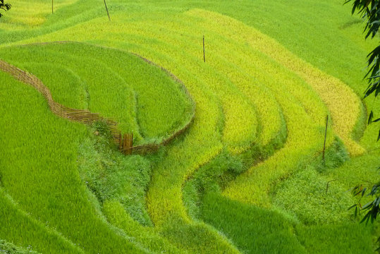 Rice fields in the Sapa mountain region, Vietnam