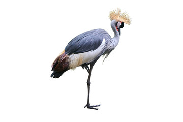 crowned crane isolated on white background