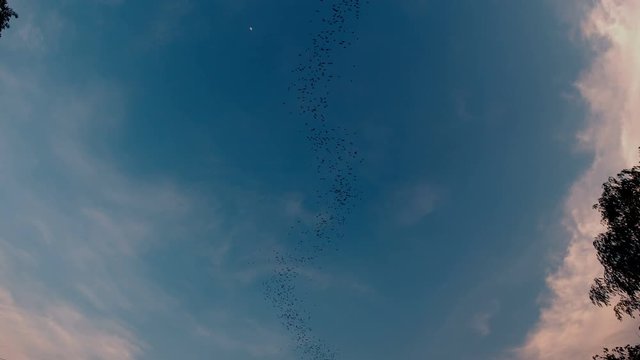 Bat swarm flying on blue sky.
