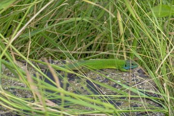  lizard on stone in the grass