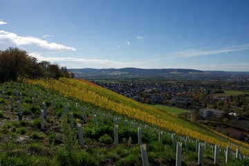 Fototapeta premium Wandern, Schwarzwald, Weinberg, Urlaub, Reisen