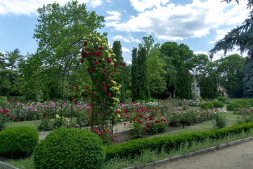 Obraz premium roses in the garden