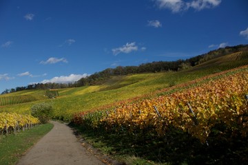 Wandern, Schwarzwald, Weinberg, Urlaub, Reisen