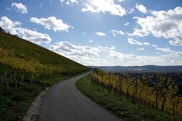 Fototapeta na wymiar Wandern, Schwarzwald, Weinberg, Urlaub, Reisen