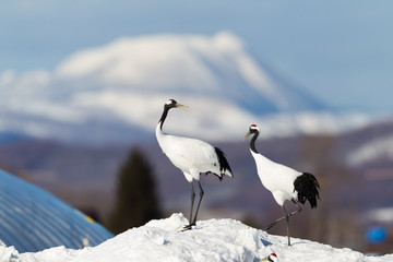 Japanese red head Tancho cranes in Hokkaido, Japan