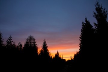 Obraz premium Schwarzwald, Holoh, Kaltenbronn, Hochmoor