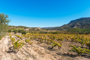 Fototapeta na wymiar Rocky landscape in Siurana de Prades, Tarragona, Catalunya, Spain. Copy space for text.